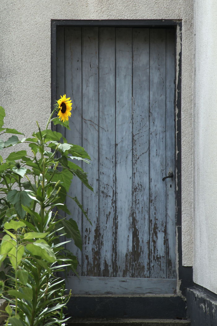 Sonnenblumentür