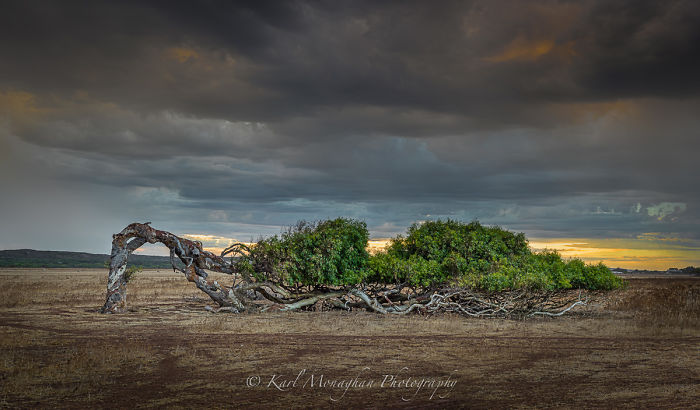 The Leaning Tree Greenough