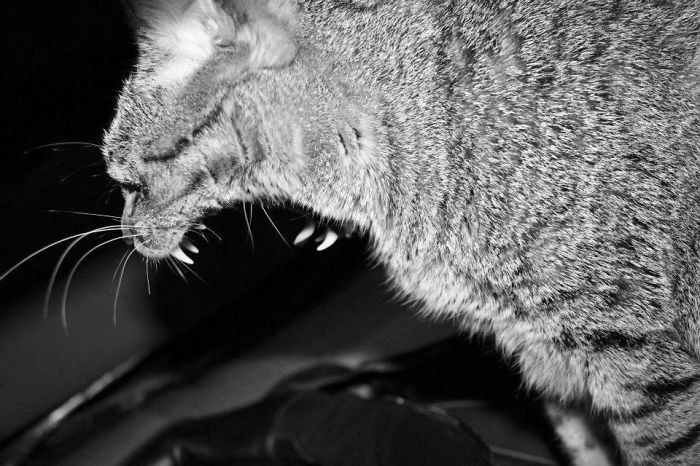 El Lado Salvaje De Pock