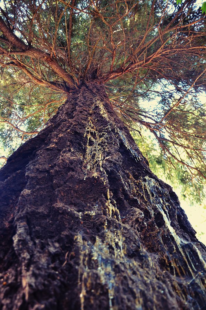 Pondarosa, Oregon.. Tasha Crook Photography