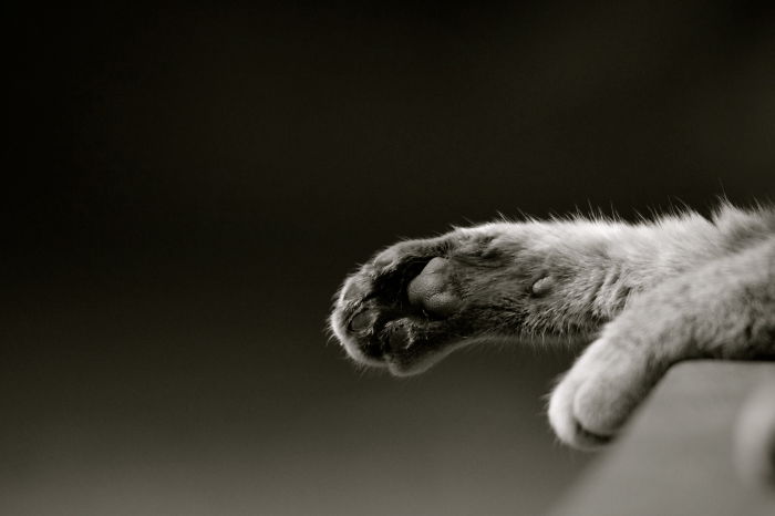 Lazy Cat Chilling....