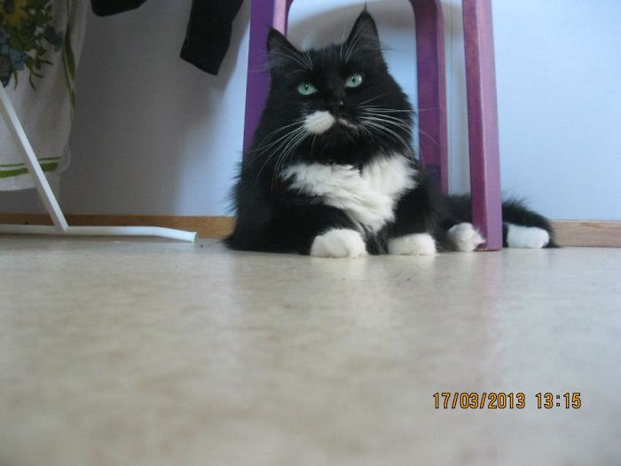 My Cat, Poju. Means "boy" In Finnish. Hes Really A Big One To A Cat, But Look At Him. So Cute.