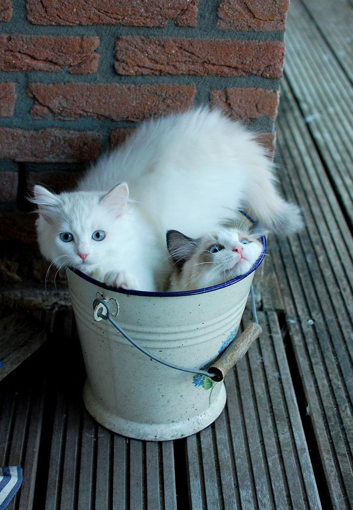 Purrrfect Bucket