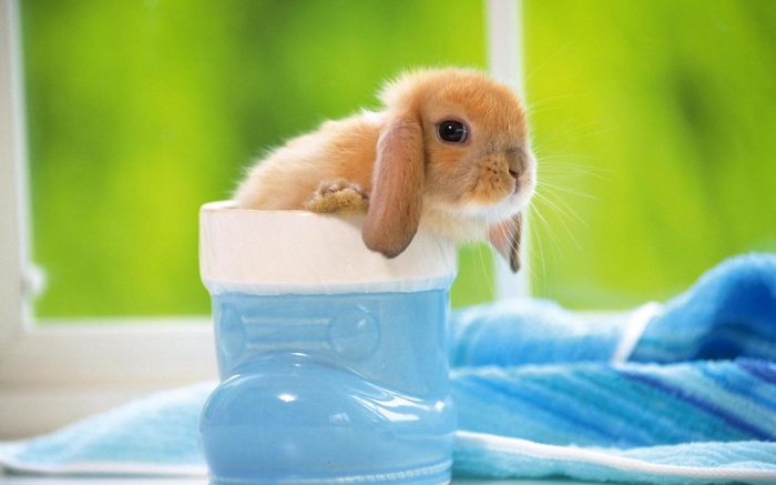 Cute Bunny