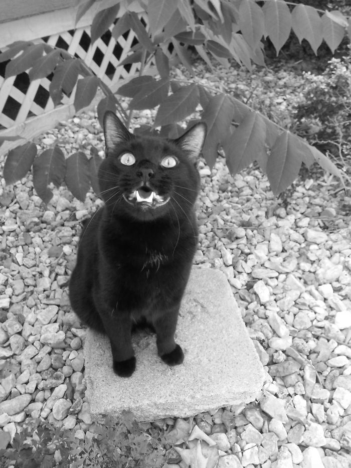 Maynard Singing The Song Of His People....