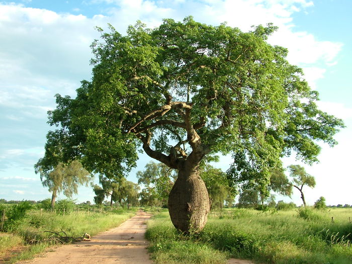 Samu'ú - Chaco Boreal - Paraguay, South America