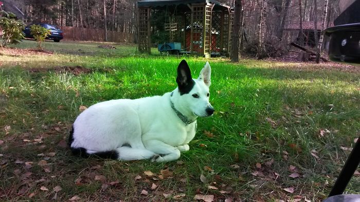 Bullczarek - Some (pit)bull And German Shepard, Maybe Some Huski ...and Some Alien