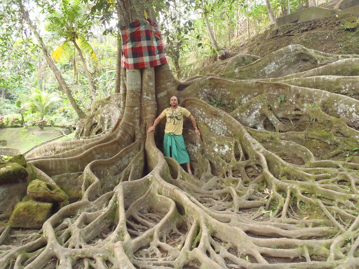 Tree In Holy Gardens Bali
