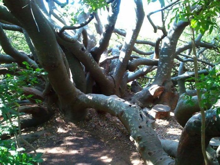Centuries Old Tree In Stellenbosch Botanical Garden, South Africa