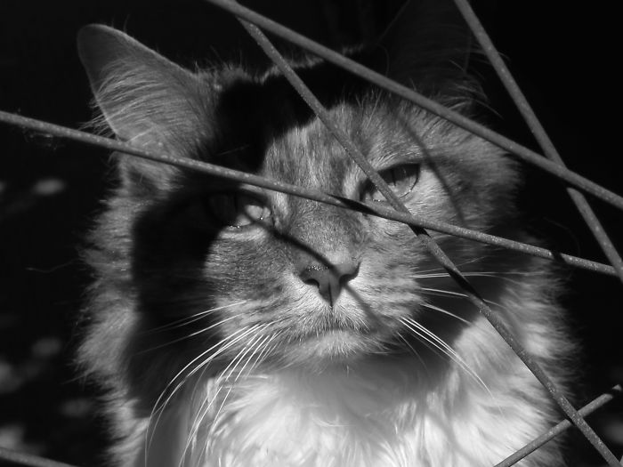 Thelma - Safety Behind The Bike