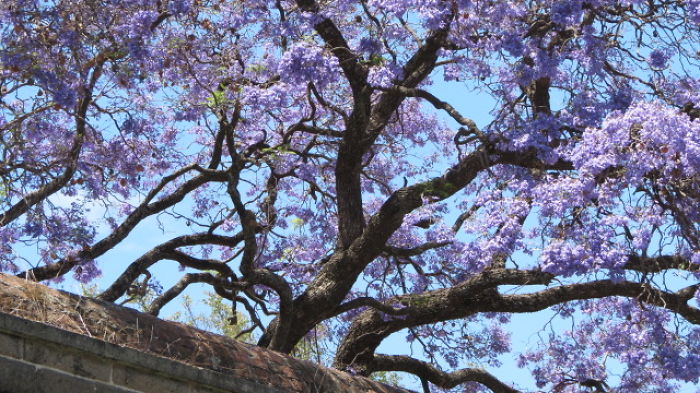 Jacaranda En Guadalajara (foto: Laura Castro-golarte)
