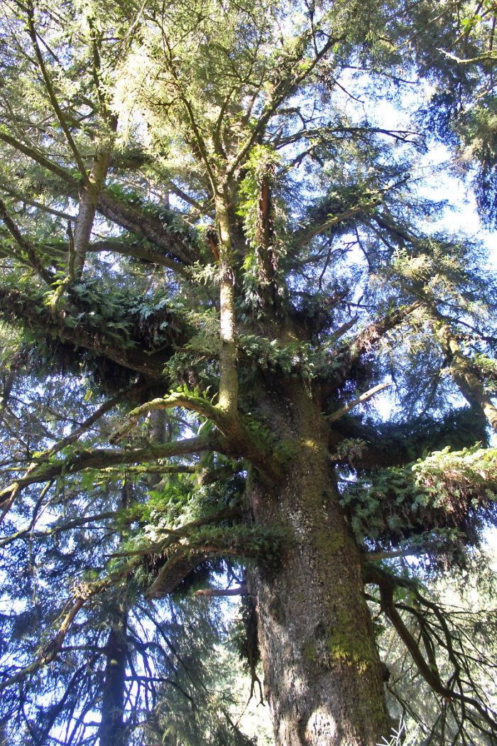 The Family Tree – 12 Growing Trees On One Trunk! Photo By Orion Tippens