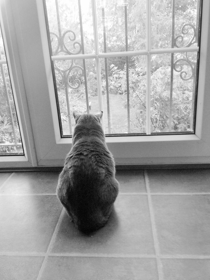 Cat Watching Cat