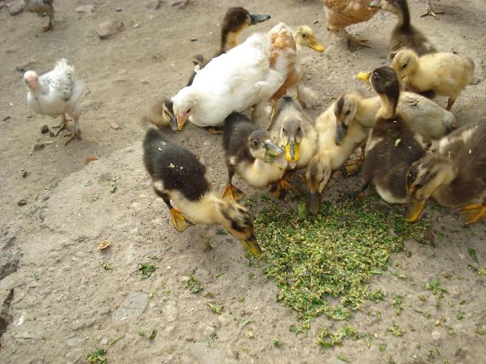 Grandma's Ducks During Lunch
