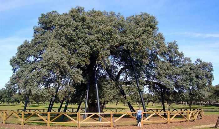 Encina La Terrona, Extremadura (spain)