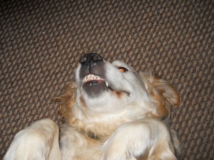 He Likes To Be Tickld