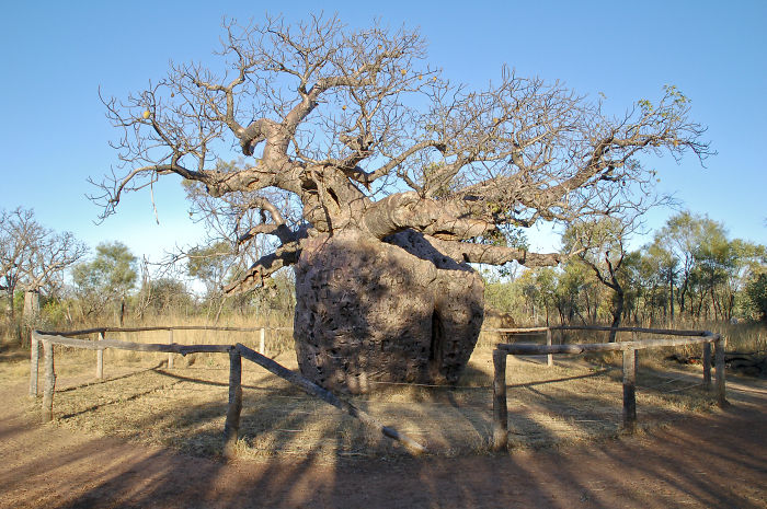 Boab Prison Tree, Derby, Western Australia, Once Used As A Prison Cell