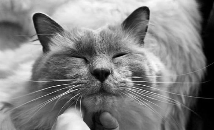 Happiness Is A Chin Scratch (byron)