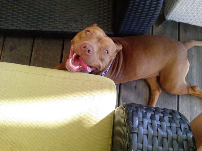 Diva, Rednose Pitbull