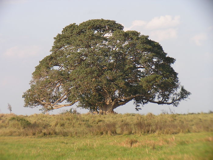 Fig Tree-zambia