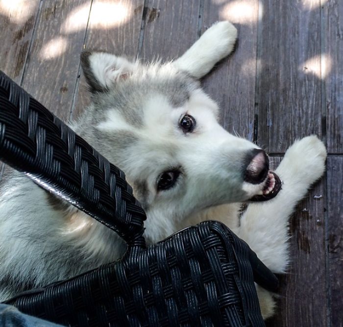 Volk - Husky Samoyed Mix