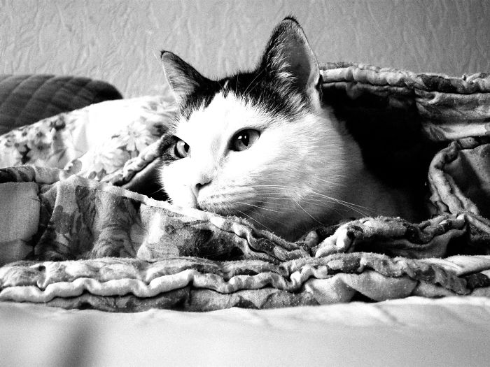 Homer's Early Springtime