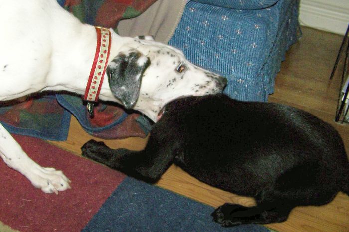 Nice To Meet You, Delicious Puppy.