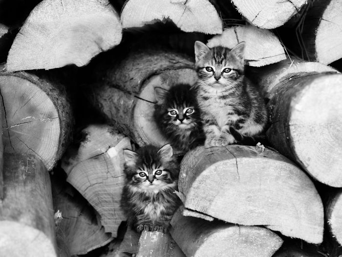 Cuteness Times Three