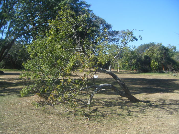 The "rain Maker Tree" Harare Botanical Gardens