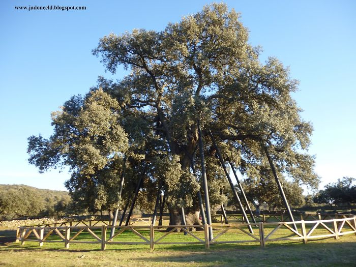 Encina La Terrona, Extremadura (spain)
