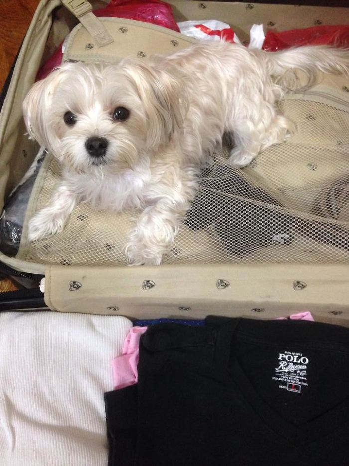 Coco : Yorkie + Maltese