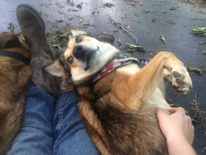 Husky X Finnish Spitz Mix