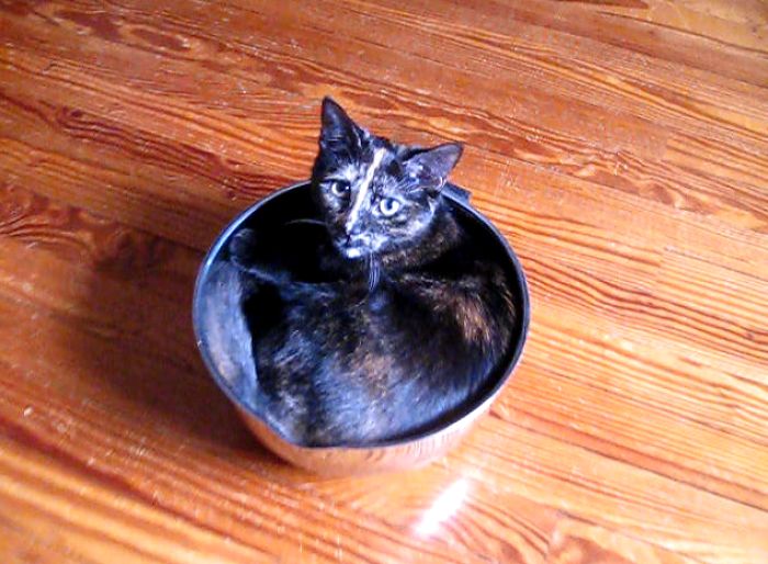 Bowl Kitty