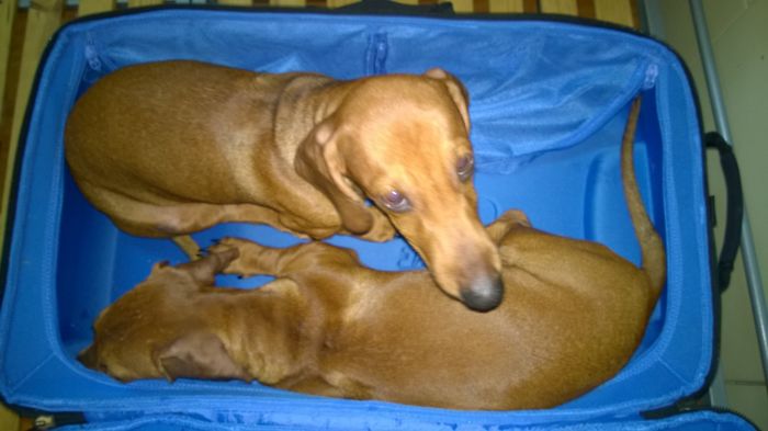 Express Travelling Or Passengers Without Tickets?