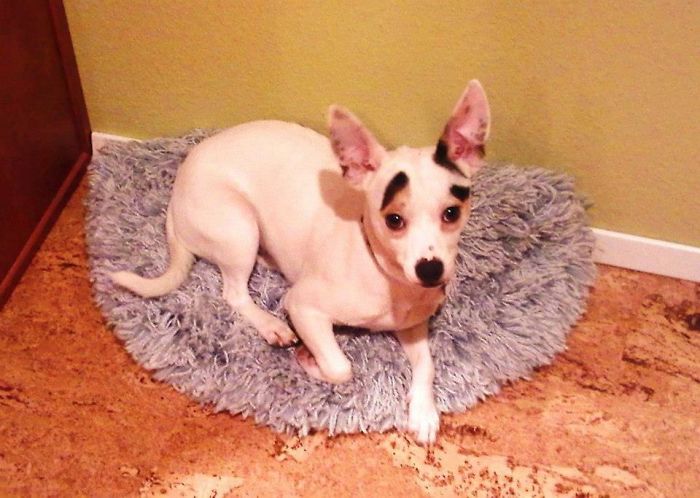 Bicho The Motorcycle Riding Dog