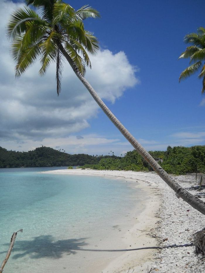 Wallis & Futuna, Cocotier