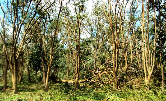 .....atop A Fallen Tree, Uplb Philippines