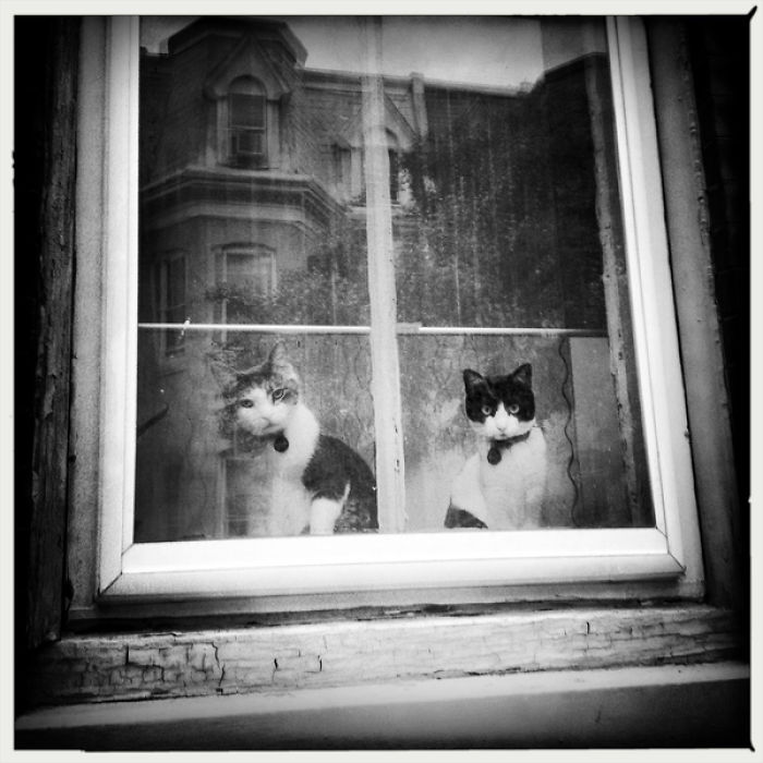 Philadelphia Feline // By Stephanie Power