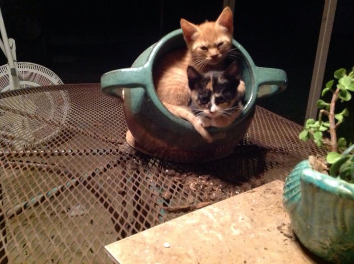 A Pot Of Prrrrtunias