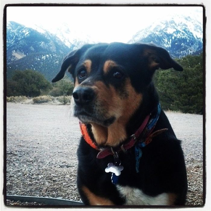 Mama- Rottweiler, Border Collie, Lab, Shepard And Queensland!