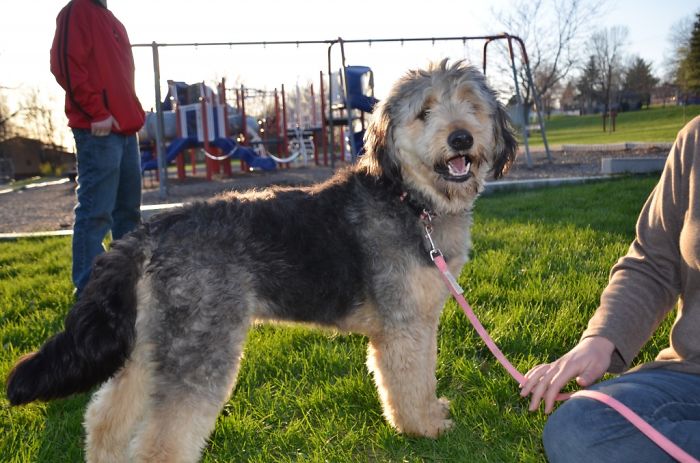 German Strudel = German Shepherd X Poodle