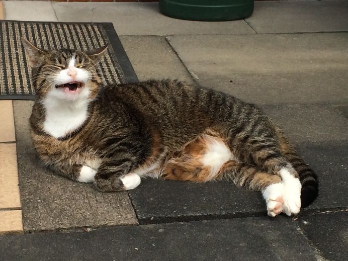 Told My Cat A Funny Joke