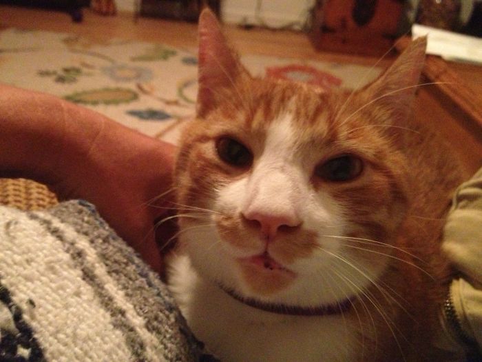 Sporting The Stash And Goatee