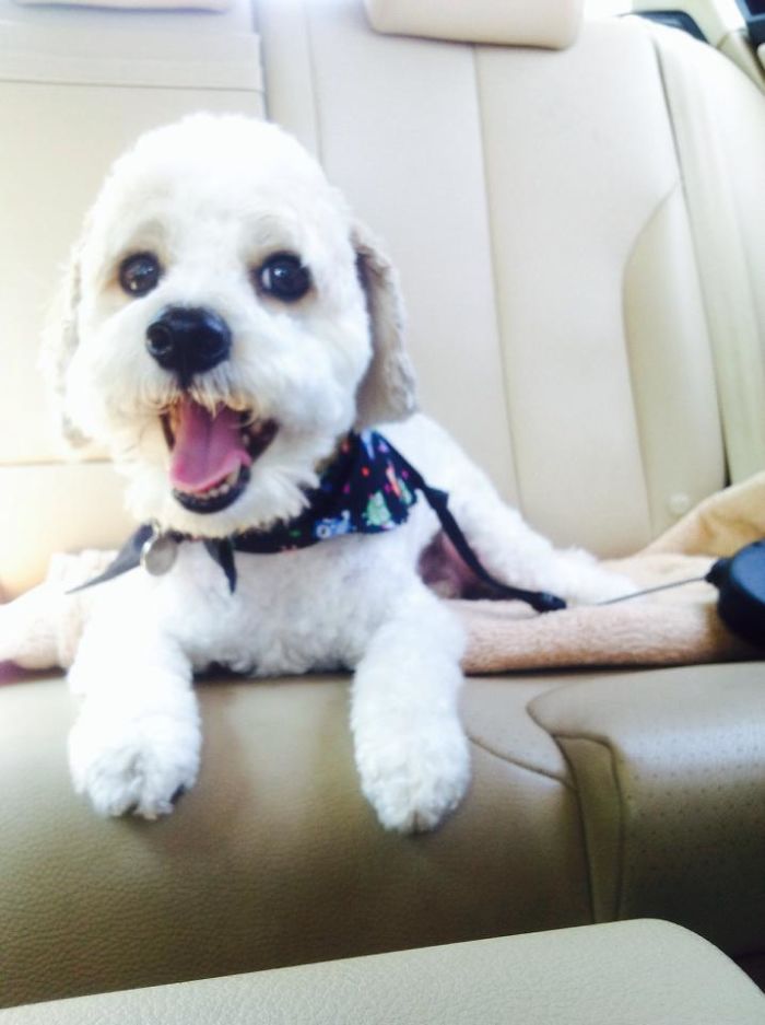 Oliver - All Smiles After Some Groomer Magic!