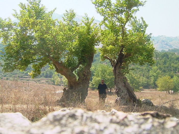 Plane Tree In The Vicinity Of Blue Eye Spring In Southern Albania