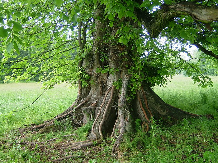 Elm Tree Near Kladruby Nad Labem In Czech Republic.