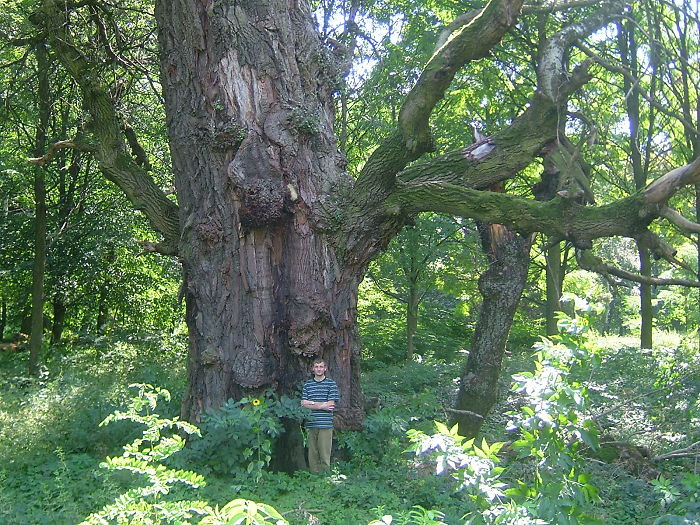 White Poplar In Strážské In Slovakia