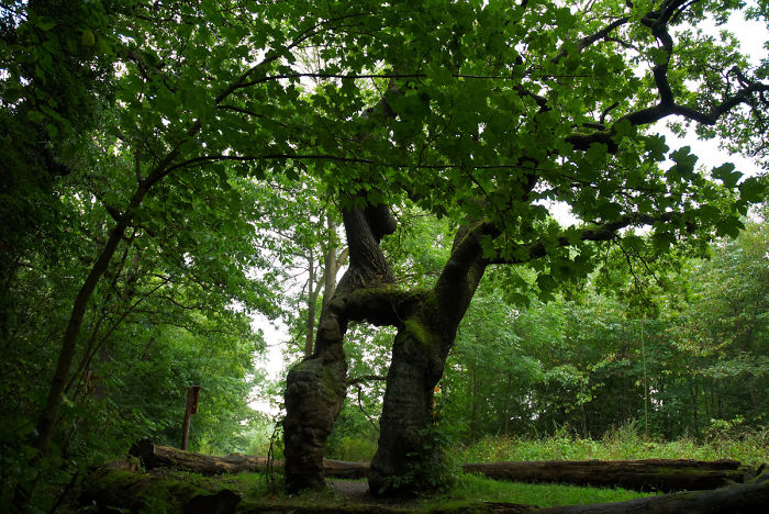 Betteleiche Im Nationalpark Hainich, Germany