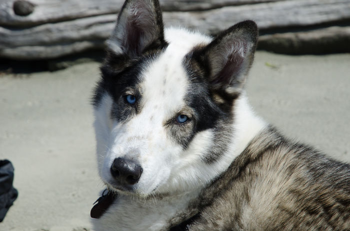 Sheppsky, Shepherd Husky