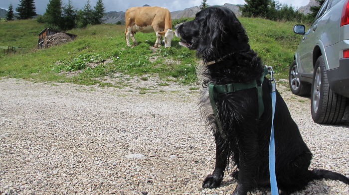 My Dog Argo And A Cow
